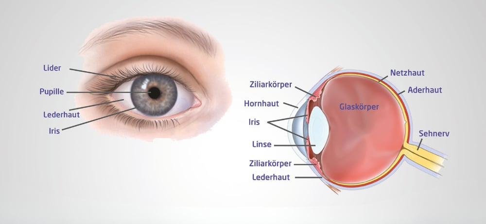 Aufbau_Auge